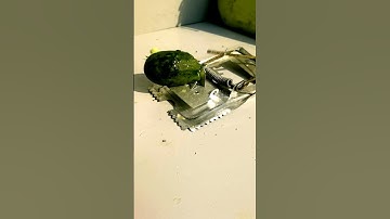 super slomotion video. cocumber vs mouse trap