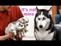 The Cutest Husky Puppies! My Dogs Are Afraid of Puppies