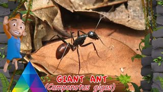 DUNIA BINATANG - Sobat Hutan Yang Bermanfaat  3-2