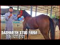 The Mares of Dashmesh Stud Farm (Surewala) at Jagraon Horse Mandi 2021