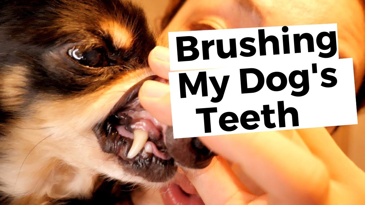 Brushing My dog's Teeth YouTube