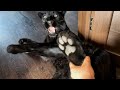 I'm back with the girls 😸 We're riding around the village😁🐾(ENG SUB)