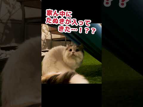 庭に出没した狸を探す猫 #Shorts