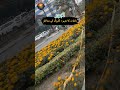 City of Gardens #lahorepakistan #beautiful #trendingvideo #viralvideos #amazing #flowers #funny