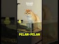 sibule dengan tingkah lucu nya😂 #kucinglucu #kucing #cat #kucinggemoy #fyp #short