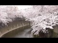 桜の木の下で*つじあやの カバー