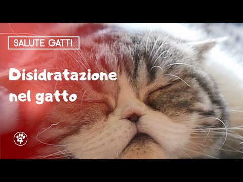 Video: Sintomi Di Disidratazione Del Gatto - Disidratazione Nei Gatti