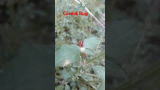 Coreid bug🐞four colors