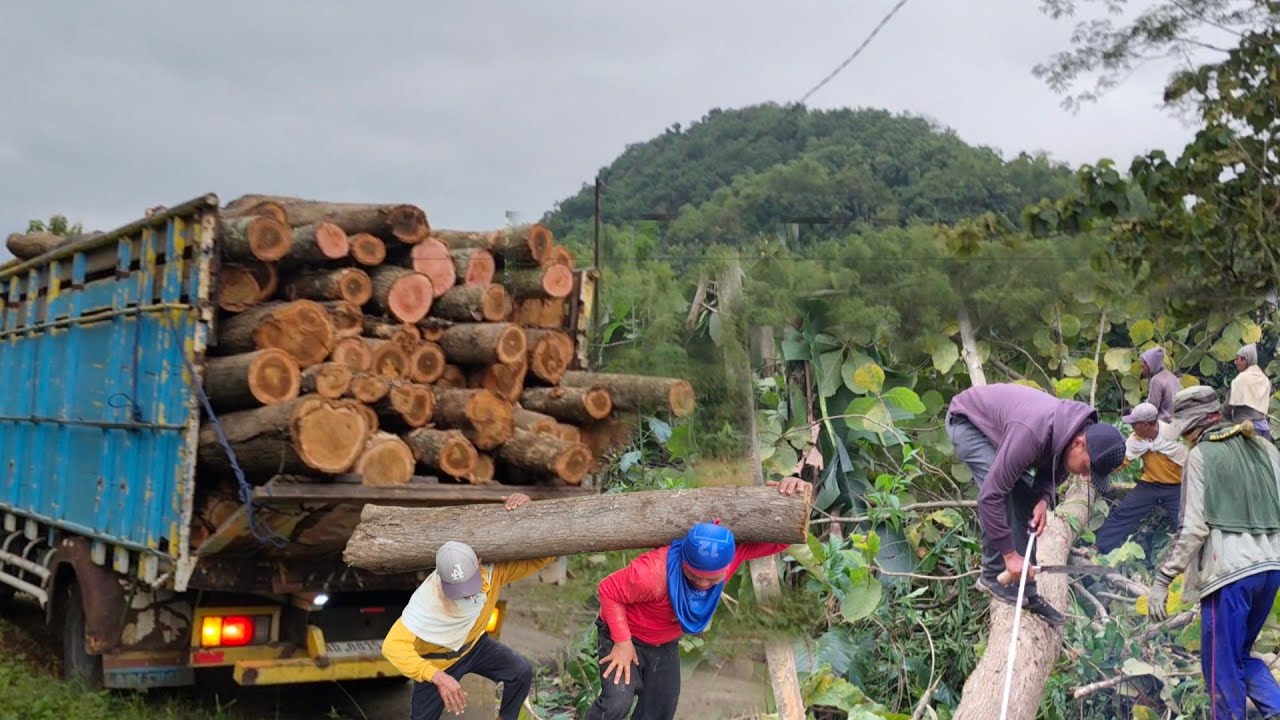 mudah tapi ruwet,tebang muat kayu jati di pinggir jalan