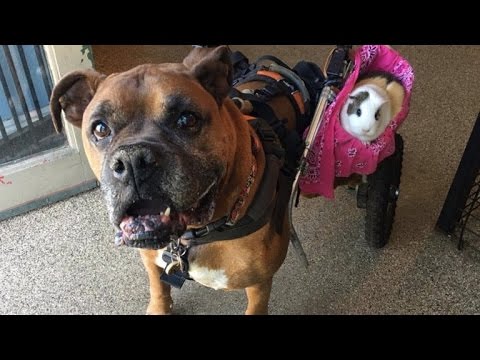 Video: Teman Hewan: Pit Bull Yang Diselamatkan Menemukan Kenyamanan Di Guinea Pig Pals