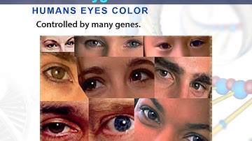 Lesson 21 polygenic traits