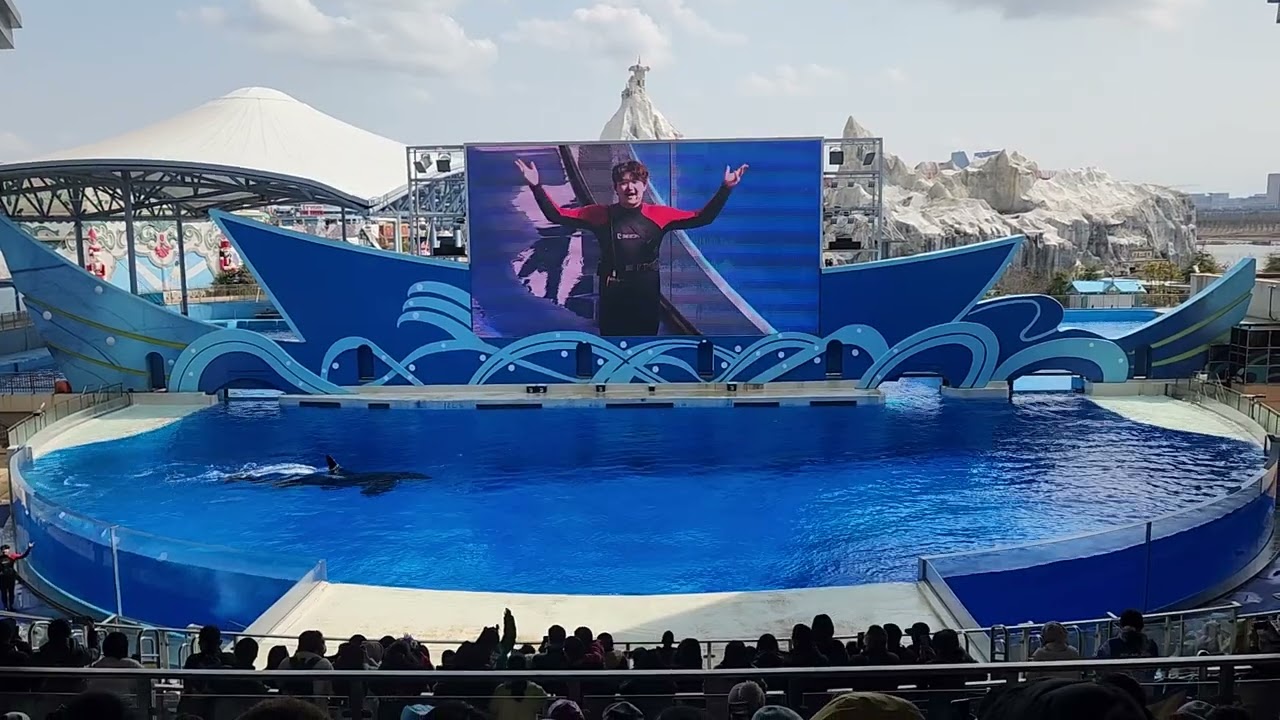 상하이해창해양공원 범고래쇼 shanghai haichang ocean park orca