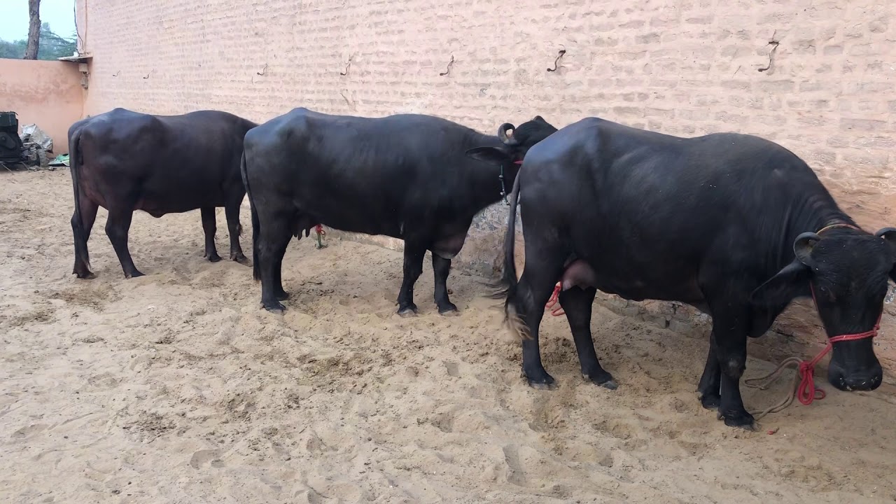 3 Beautiful Murrah Buffaloes for Sale. 110000,115000,90000. Subash
