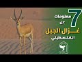 الغزال  غزال الجبل الذي حمل اسم فلسطين لمئات السنين لماذا اختفى من الطبيعة     حالتي