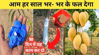 बस ये खाद डालो! आम का पेड़ हर साल फल देगा | Best Fertilizer for Mango Plant | Home Garden