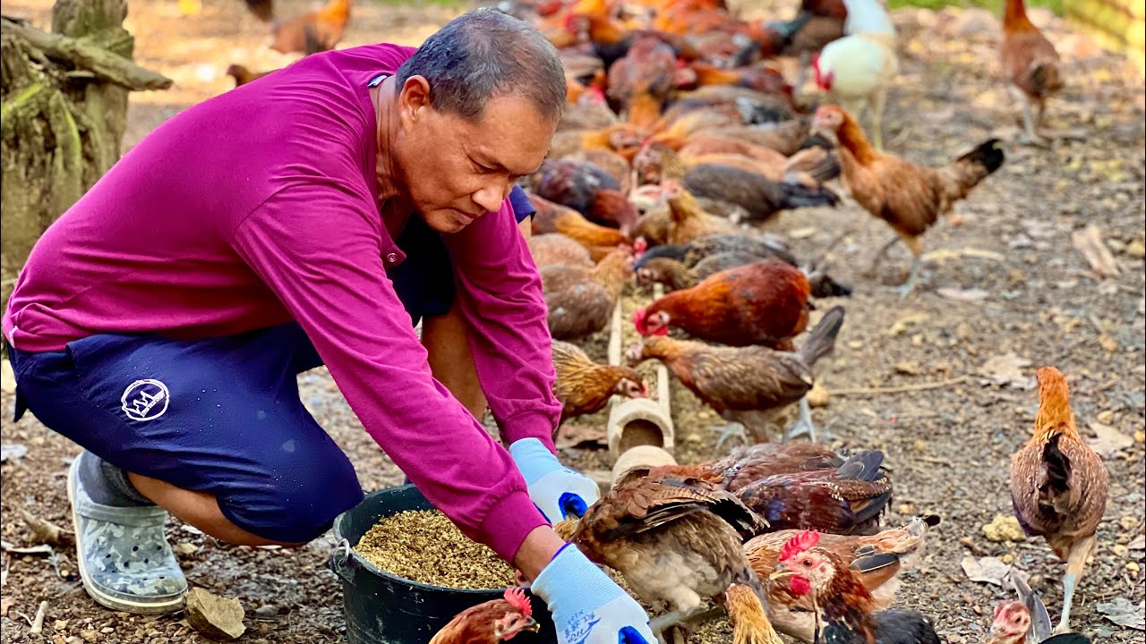 ⁣Malalaos Lahat ng Imported Chicken Breeds, Dahil Mayroon na tayong Sariling Darag Chicken!