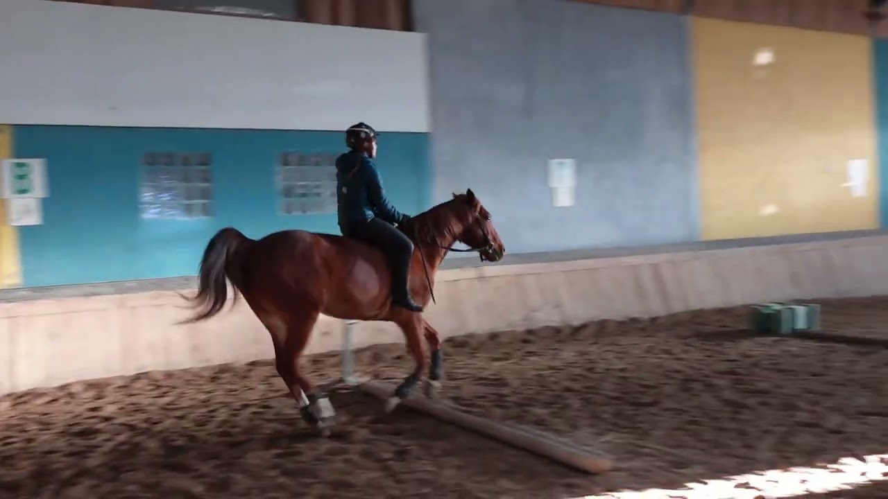 Équitation