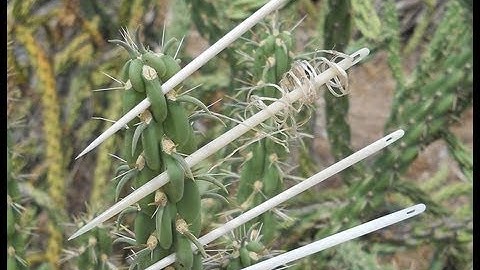 Making Primitive BONE NEEDLES