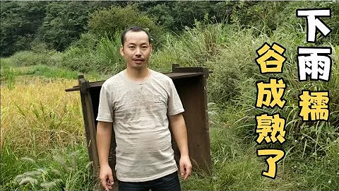 小伙搬出二十年没用的胡同，到田里赶紧把糯谷打了，感觉好过瘾 - 天天要闻