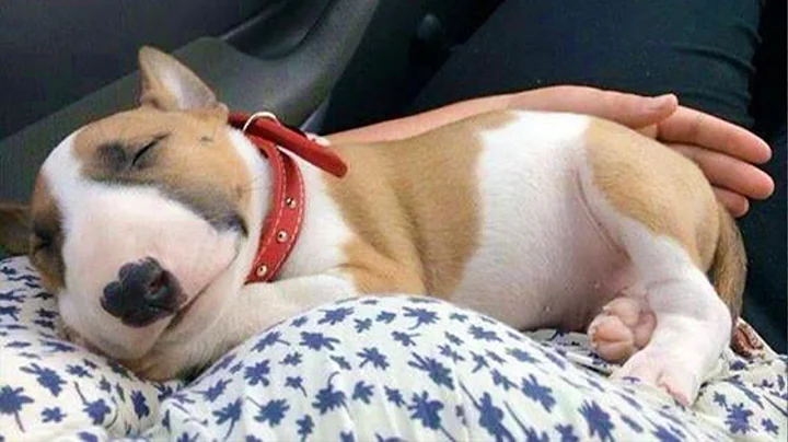 Cute PUPPIES Turn Into Little Comedians 😂 Funny Baby Animals Videos 2025