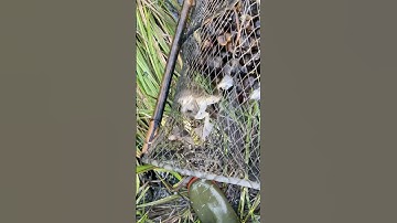 Thăm bẫy lờ cá lóc đồng. Dính chú ếch cụ  quá phê #sanbat #fishing #baycaloc #fish #nature