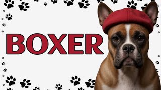 🐾Boxer: The Energetic Athlete with a Heart of Gold by Paws and Purrs 97 views 4 weeks ago 5 minutes, 45 seconds