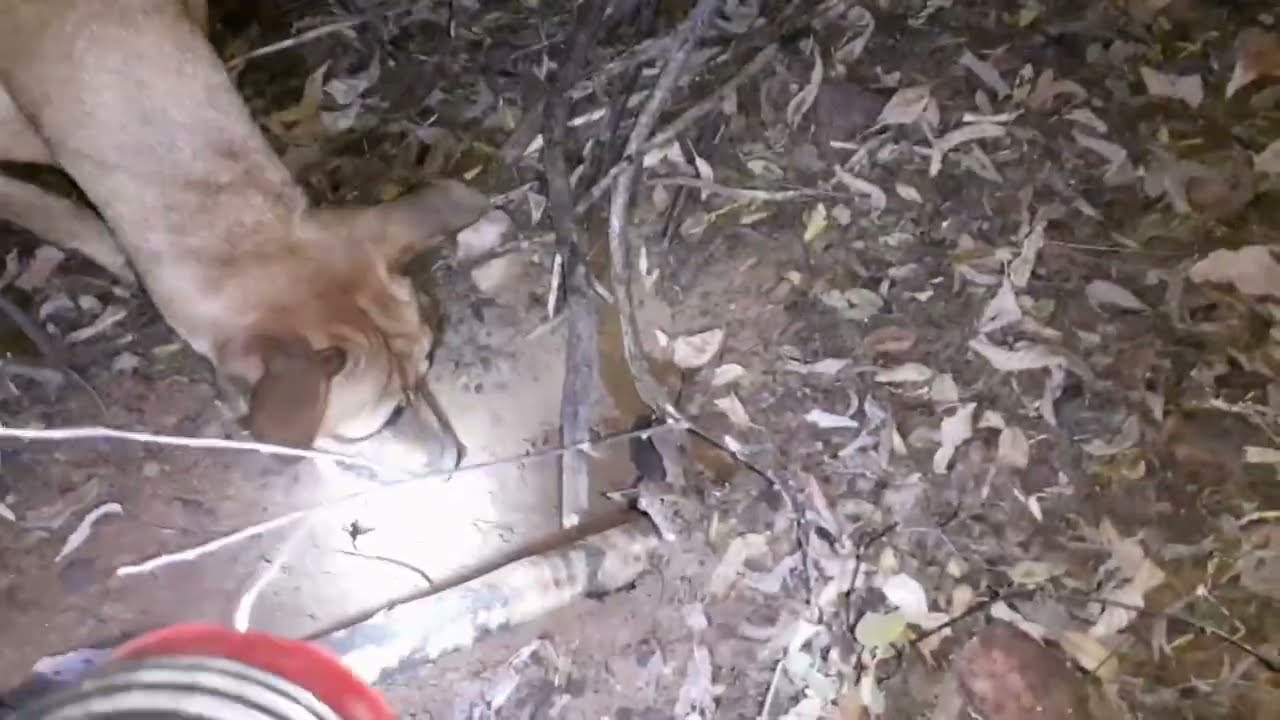 caçada esportiva a noite no sertão foi emocionante🍂deixei o tatu pular pra delegado botar atrás🍁show