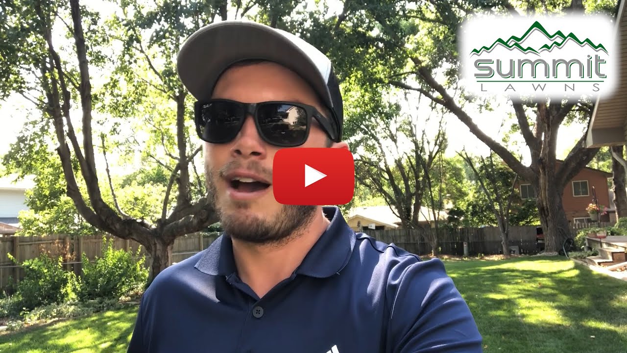 ☀️Is Your Lawn Starting to Turn Brown?☀️