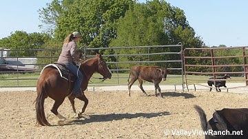 Gimme Checks - working cows #2! - ValleyViewRanch.net