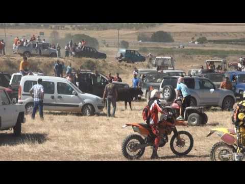 (HD) TRAIDA DE VACAS POR EL CAMPO VALVERDE ( LA RIOJA ) 2010