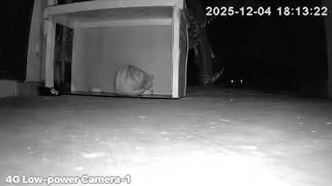12/4/25 Orange tabby terrorised by surveillance camera hacker (E neighbor this time)