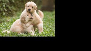 Cute Dog | Cute Funny Animals Compilation | TRY NOT TO LAUGH #28