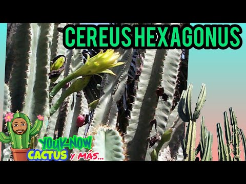 Video: Cereus Peruvianus - Erfahren Sie mehr über den nachtblühenden Cereus