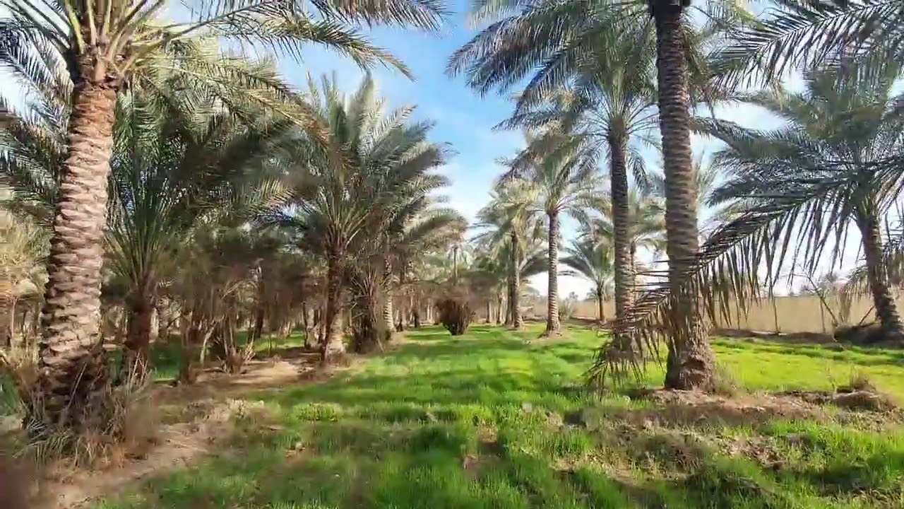 #بستان 8 دونم للبيع في #كربلاء_المقدسة_طريق_الابراهيمية_قرب_قناة_كربلاء_الفضائية