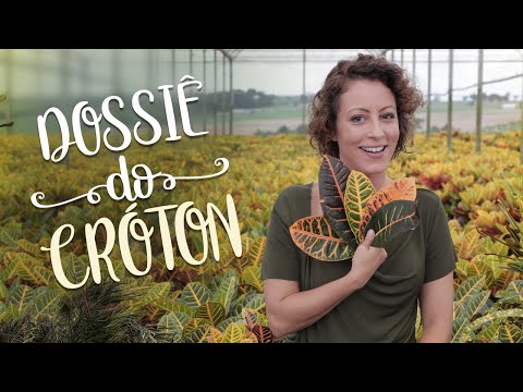 Vídeo: Você pode cultivar um croton ao ar livre - Aprenda sobre o cultivo de plantas de croton ao ar livre