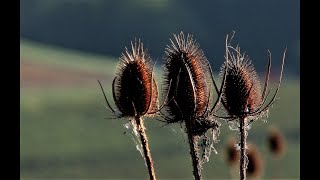 Brachland - 2021 - Kurzfilm Aus Dem Klettgau Sh - Morgenstimmungen - Ca. 6 Min. 4,5 Min.