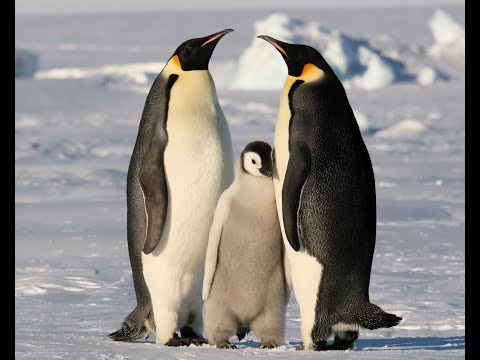 Видео: Разница между пингвином и тупиком