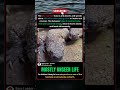 The Secret Life Underground