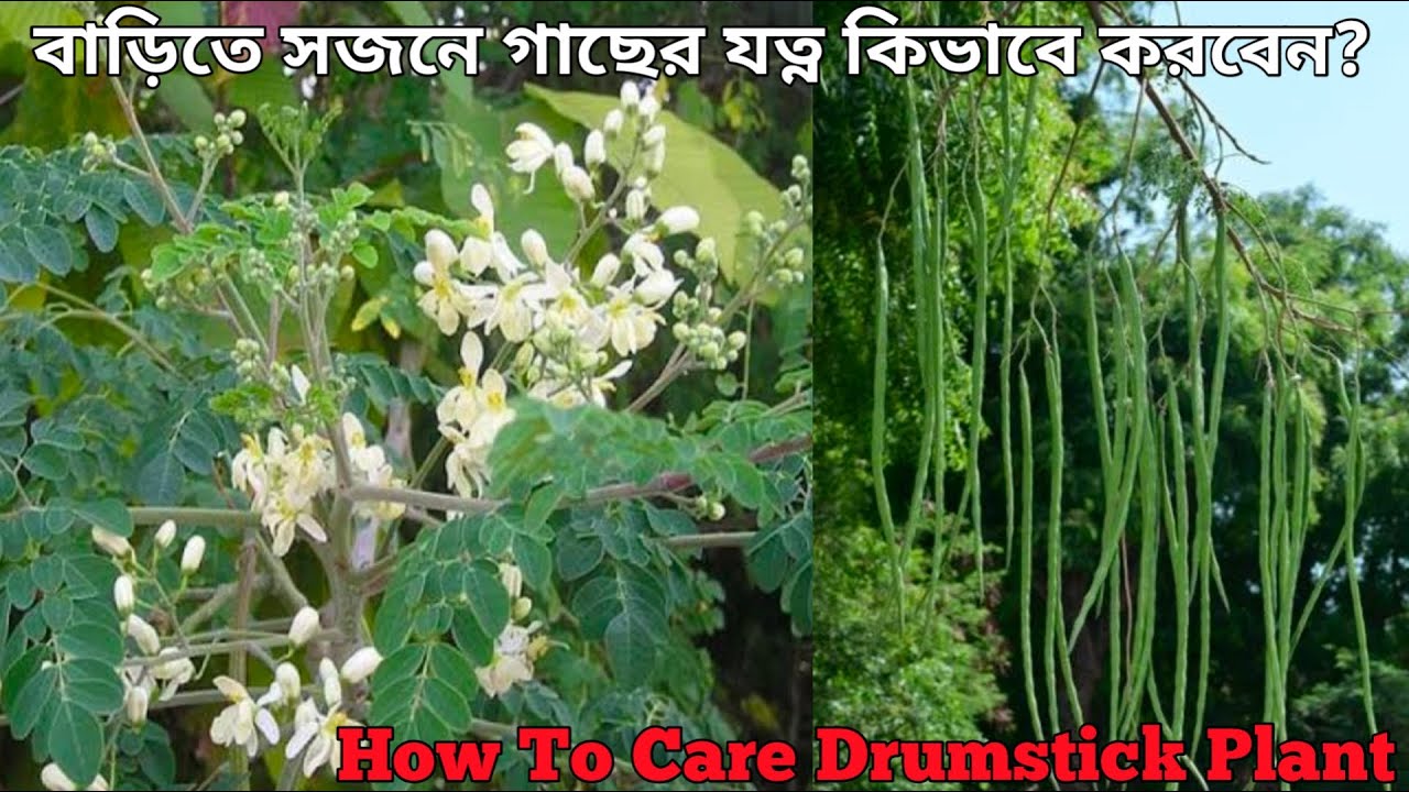 How To Grow Drumstick/Moringa Tree At Home Drumstick Plant Care