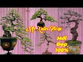 XUÂN THOẠI | #0989237176 | CẦN THĂNG THÁC ĐẸP, PHI LAO, SƠRI GIÀ, CHÒI MÒI, KHẾ, DUỐI, MCT, SI, ME..