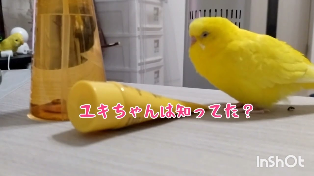 自分なんて黄色いだけだと謙遜するトリ - YouTube