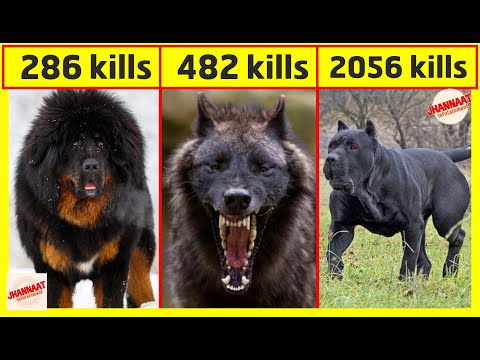 most dangerous domestic dogs