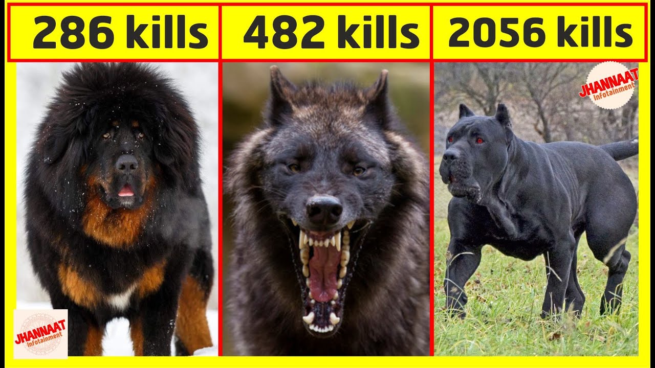 most dangerous domestic dogs