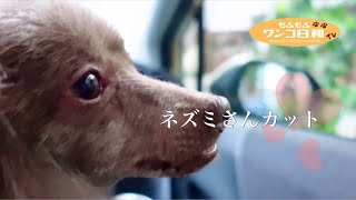 毛が伸び過ぎたもふもふの犬がトリミング
