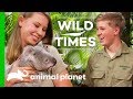 Meet Dexter The Cuddly Koala! | Wild Times