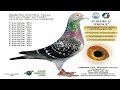 Top 15 Racing Pigeon Strain | Bloodlines, Race Result, Top Record | Best Campanini Racing Pigeons