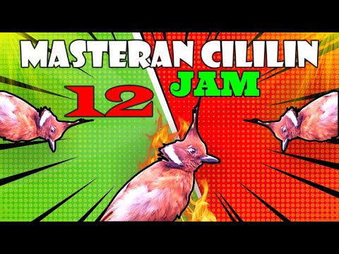 MASTERAN CILILIN DURASI PANJANG 10 JAM DENGAN TERAPI SUARA AIR, MASTERAN BURUNG LOMBA