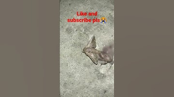 hewan berkepala dua