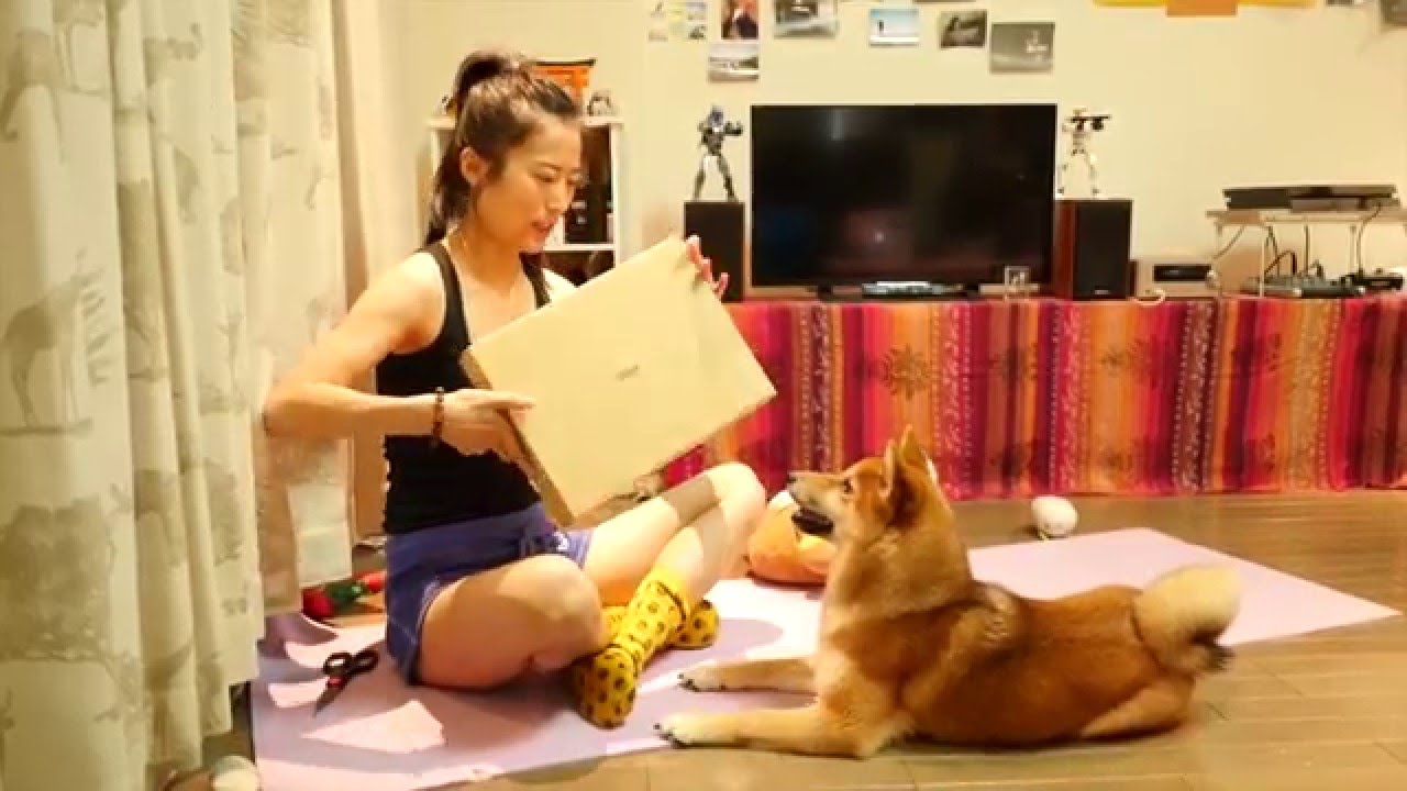 best toys for shiba inu