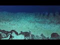 Fishing Techniques and Strategies